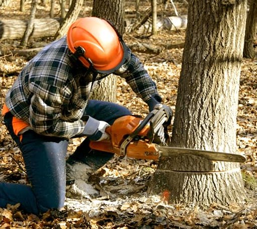 Tree Removal in Amherst, TX